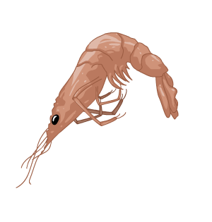 Shrimp Axe